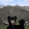Mar 27, 2015: Braxton Bear at the model 1800's farm at the Oconaluftee Visitor's Center of the Smoky Mountains National Park.