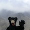 Mar 27, 2015: Braxton Bear at a Smoky Mountains overlook just a short ways from Newfound Gap, the peak of the mountains along US 441 through the park.