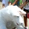 Sep 27, 2009: Arthur the Arctic Fox gets lots of attention when he visits the Duluth Fall Festival on the Duluth town green.