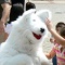 Sep 27, 2009: Arthur the Arctic Fox at the Duluth Fall Festival on the Duluth town green.