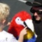 Sep 10, 2011: Scarlet the Macaw visits the East Cobber Festival, which follows the annual East Cobber parade every September.