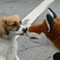 May 12, 2007: Sheldon Foxworthy is greeted by a fellow canine while entertaining at the May-Retta Daze festival on the Marietta town square.