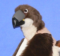 Byron Redtail Profile View