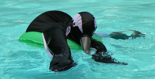 Splash goes for a swim